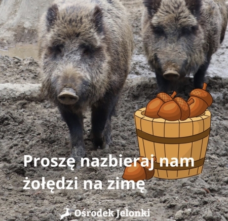 Zbiórka żołędzi dla podopiecznych ośrodka ''Jelonki''