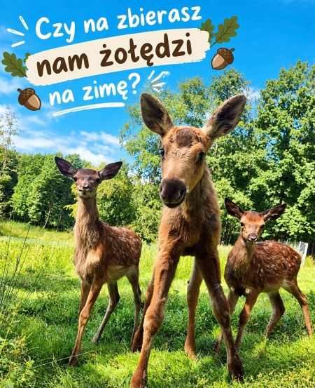 Zbiórka żołędzi i orzechów 